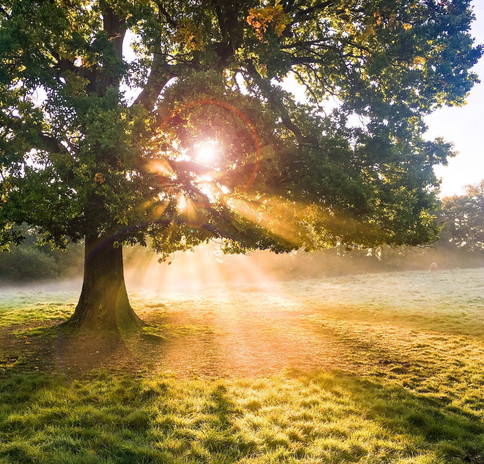 Sunrise behind a mighty oak tree